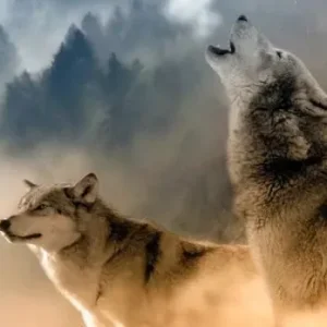 Diamond Painting Lupi nella Nebbia