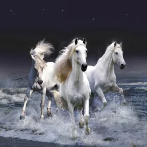 Diamond painting Cavalli bianchi