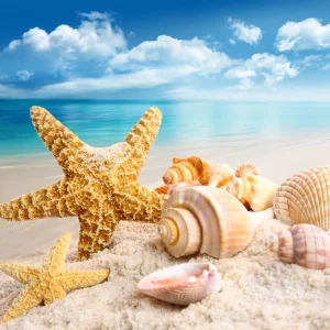 Diamond painting Conchiglie