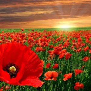 Diamond painting Campo Papaveri