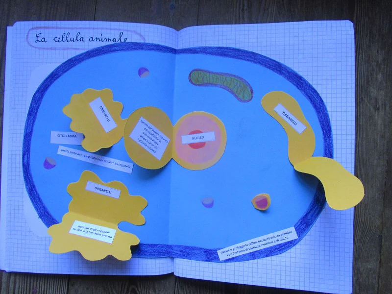 Corso di Scienze 4 Elementare. Un anno in un mese. Formato Pdf. - immagine 7