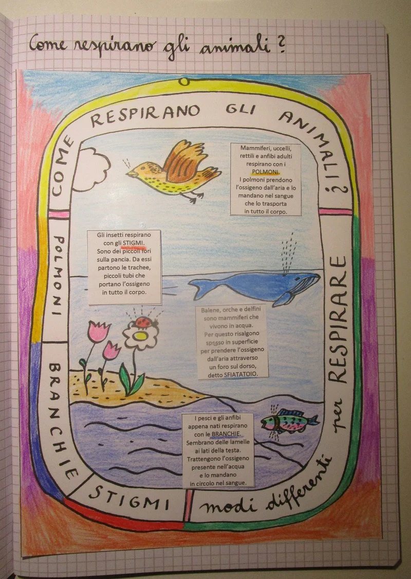 Corso di Scienze 3 Elementare. Un anno in un mese. Formato Pdf. - immagine 7