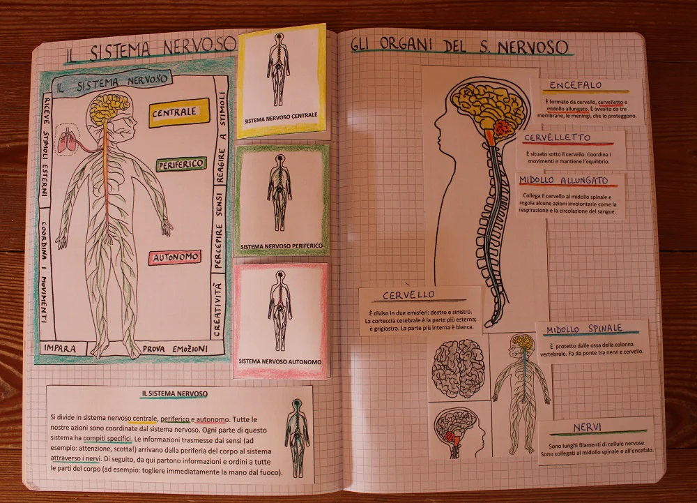 Corso di Scienze 5 Elementare. Un anno in un mese. Formato Pdf. - immagine 4