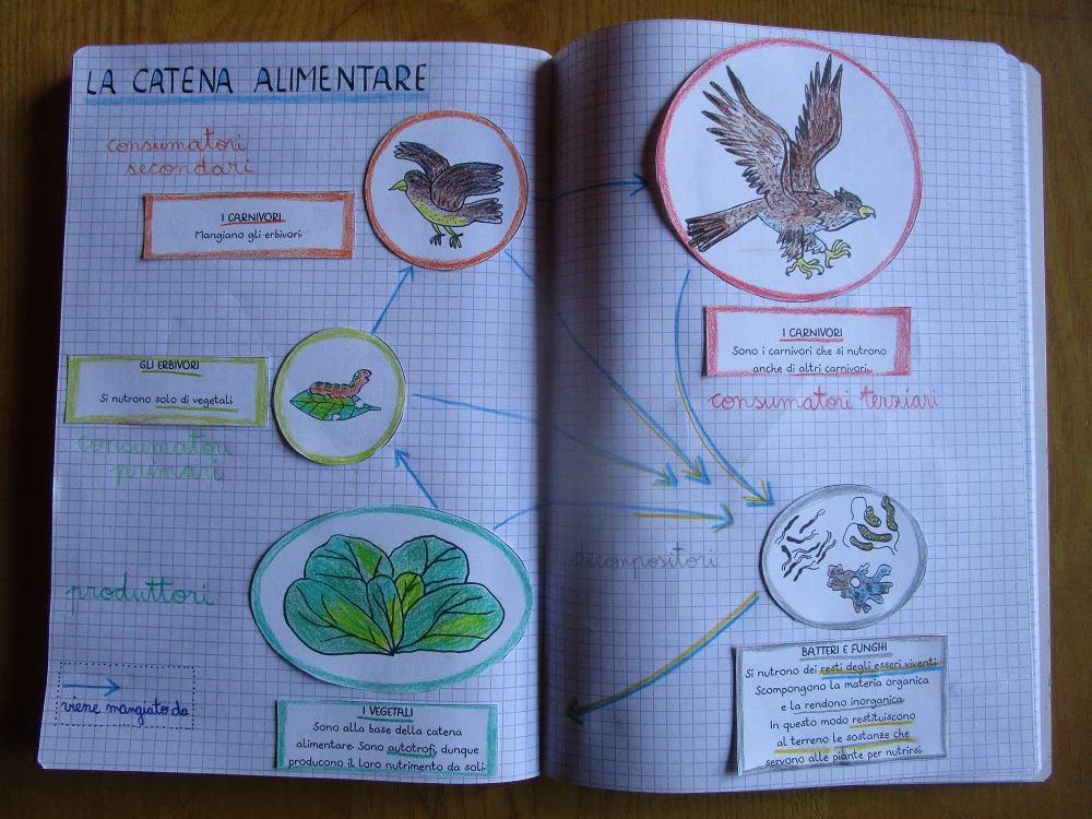 Corso di Scienze 4 Elementare. Un anno in un mese. Formato Pdf. - immagine 4