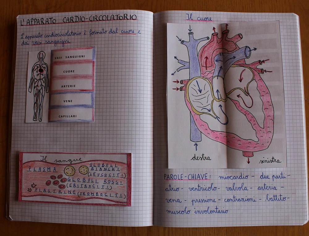 Corso di Scienze 5 Elementare. Un anno in un mese. Formato Pdf. - immagine 5