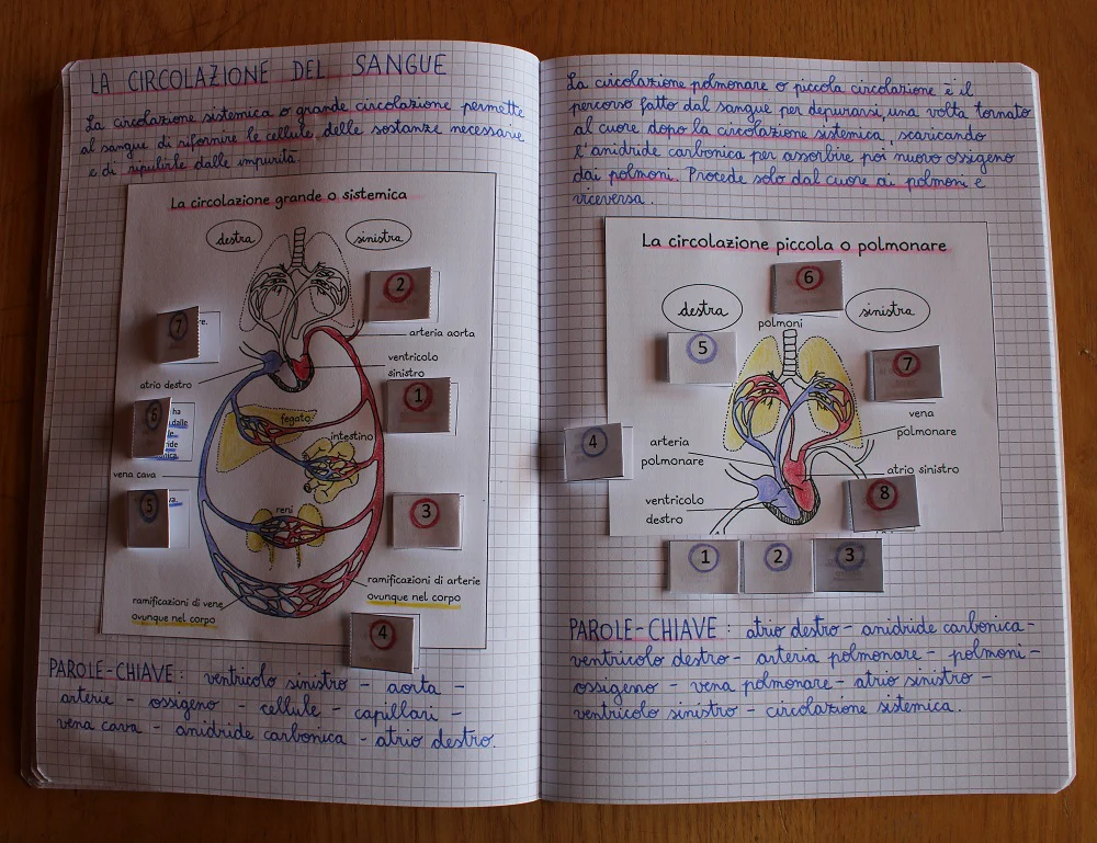 Corso di Scienze 5 Elementare. Un anno in un mese. Formato Pdf. - immagine 6