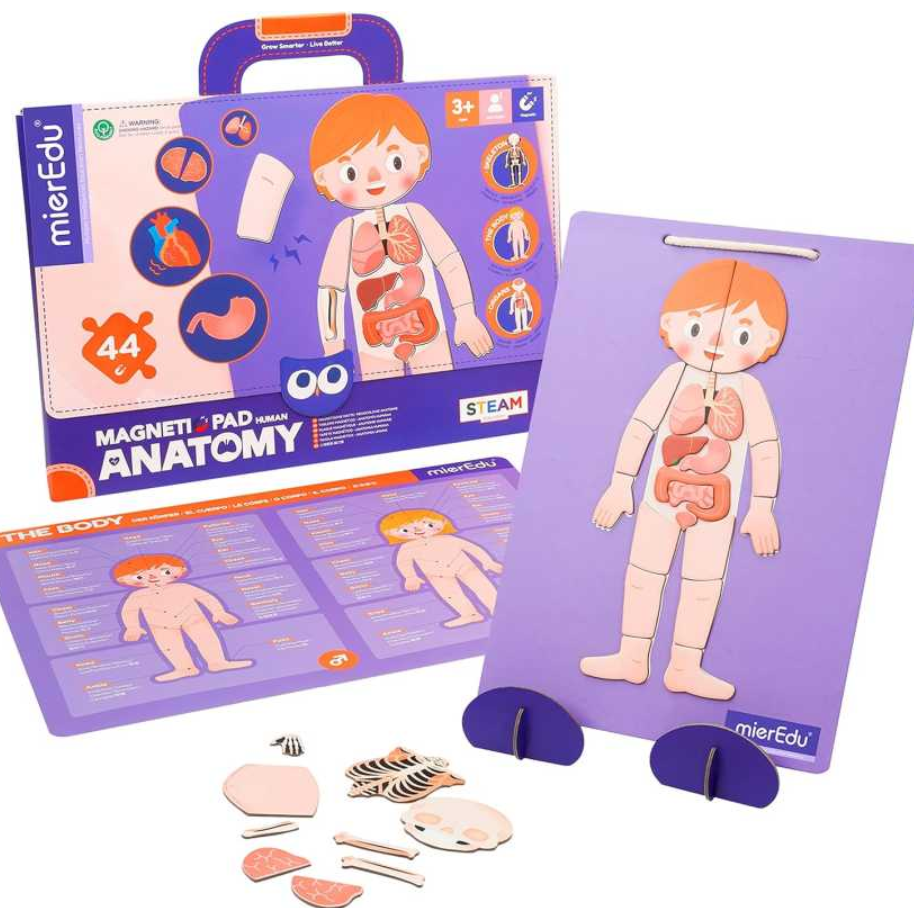 IMPARA L’ANATOMIA – magnetico - immagine 2