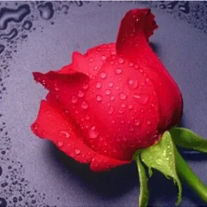 Diamond Painting Rosa Rossa