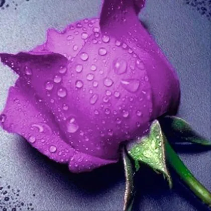 Diamond Painting Rosa Viola - immagine 2